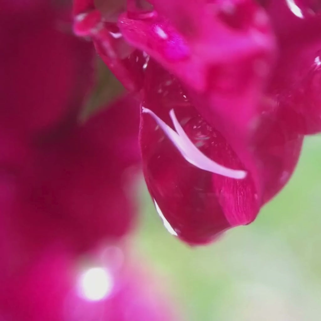 water droplet off of a rose petal